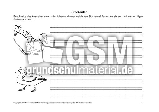 Arbeitsblätter-Stockente-1-6.pdf